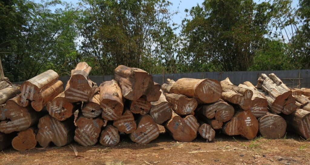 Teak wood log 2